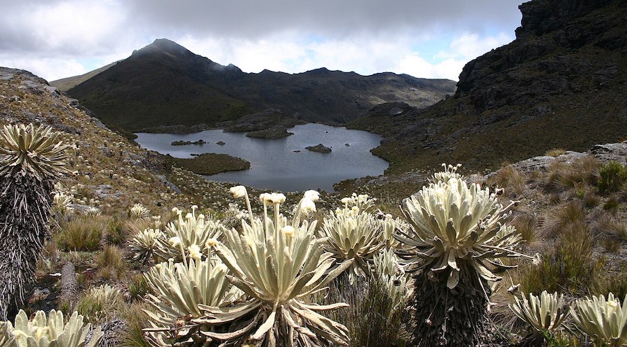 Páramo de Santurbán, Colombia.